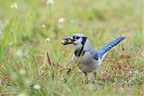 Blue Jay